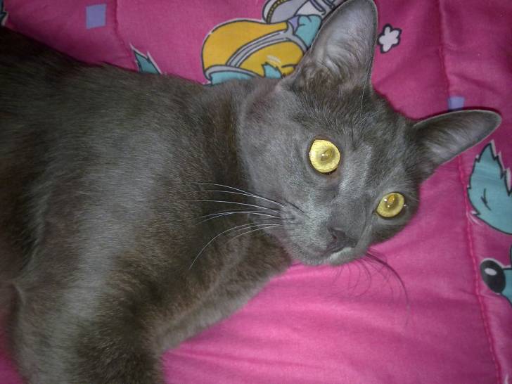 tom - Bleu Russe Mâle (2 ans)