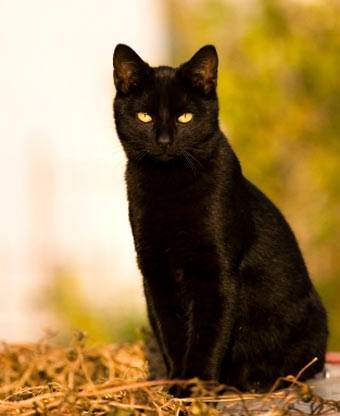 sam - Bombay Mâle (5 ans)