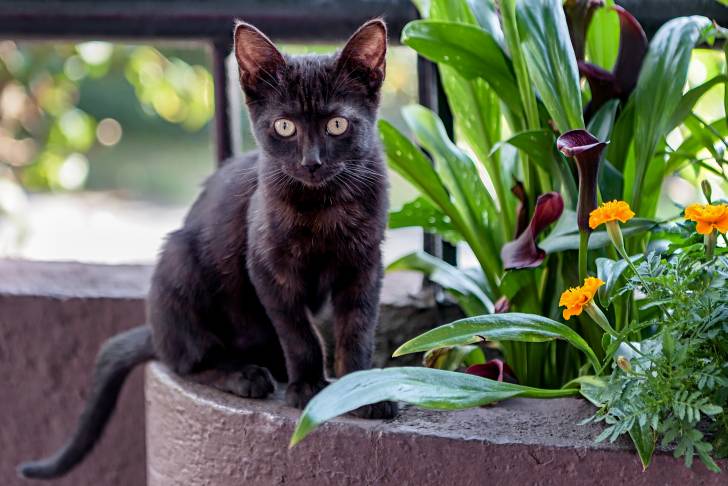 Un Bombay assis dans un pot de plante 