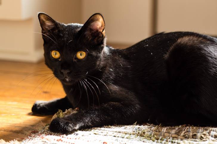 Un Bombay aux yeux orange allongé sur un tapis dans un appartement
