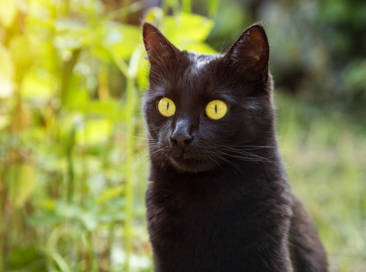 Un chat Bombay dans un jardin