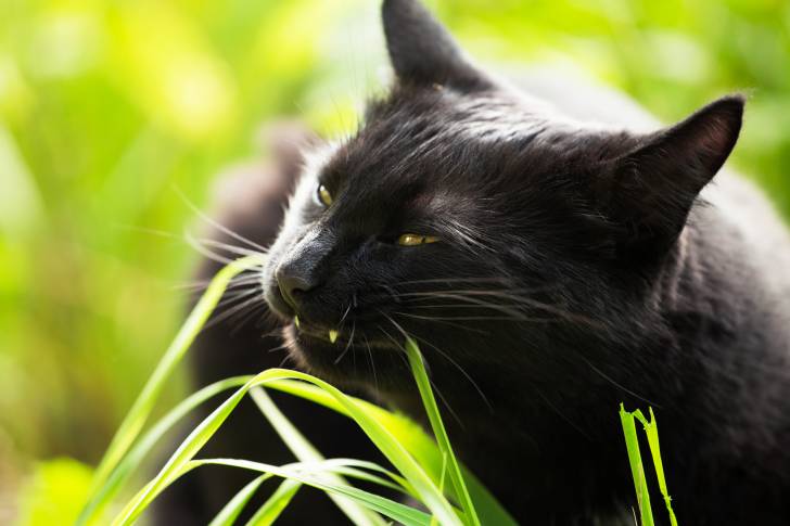 Un Bombay mange de l'herbe dans le jardin