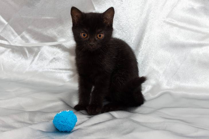 Un chaton Bombay assis près d'une petite balle 