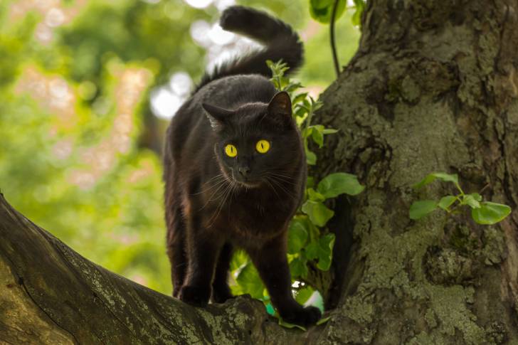 Un Bombay pris en photo dans un arbre