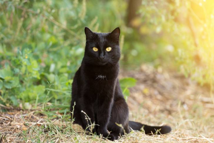 Un Bombay assis dans la nature