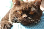 British Shorthair - British Shorthair