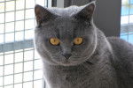 Le British Shorthair - British Shorthair