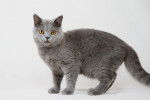 Un British Shorthair sur fond clair