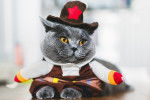 Photo British Shorthair