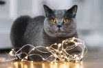 Un British Shorthair pris en photo avec une guilrande lumineuse 