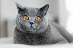 Un British Shorthair gris aux yeux orange vif