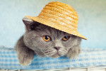 Photo British Shorthair