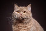 Photo British Shorthair