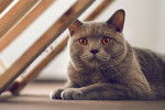 Un British Shorthair allongé sous un cadre en bois