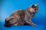 Photo British Shorthair