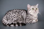 Un British Shorthair spotted tabby aux yeux verts