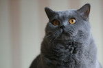 Un British Shorthair vu de près