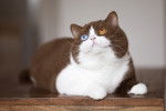 Un British Shorthair aux yeux vairons