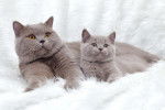Un British Shorthair allongé avec son chaton 