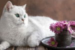 Un superbe British Shorthair blanc couché à côté de fleurs