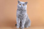 Un British Shorthair gris aux yeux oranges dressé sur ses pattes avant.