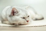 Photo British Shorthair