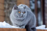 Photo British Shorthair