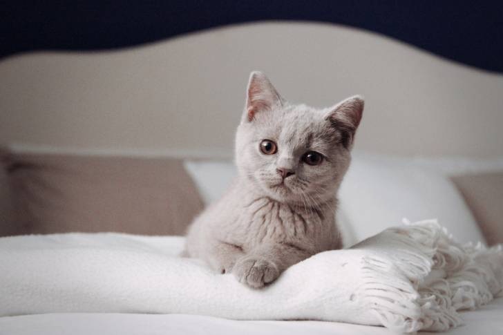 Un petit British Shorthair allongé sur un lit