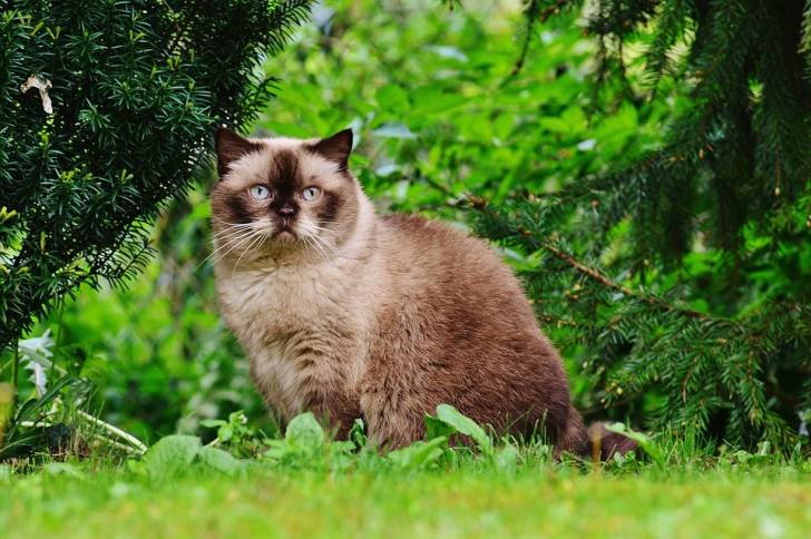 Le British Shorthair - British Shorthair