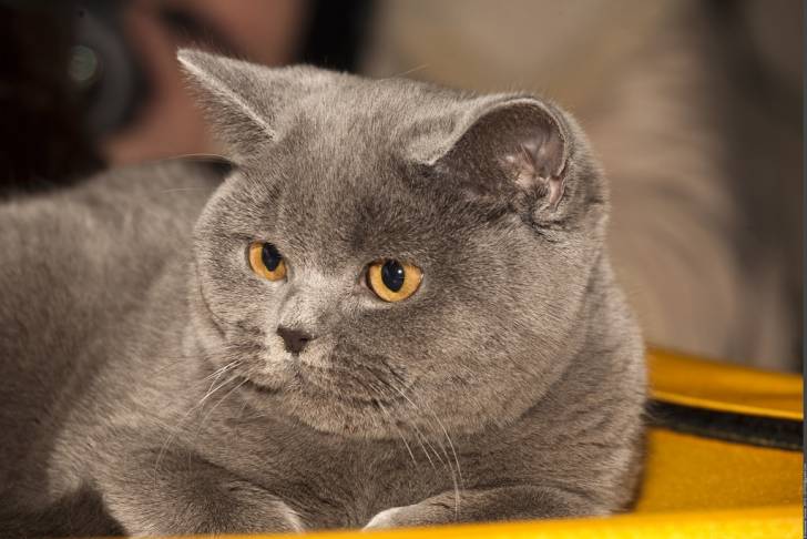 Le British Shorthair - British Shorthair