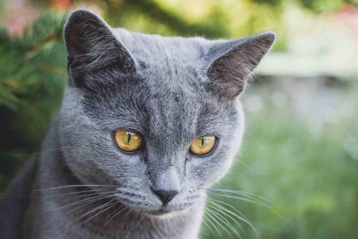 Un British Shorthair en extérieur