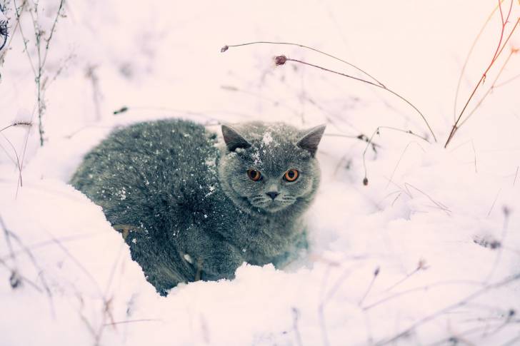 Photo British Shorthair