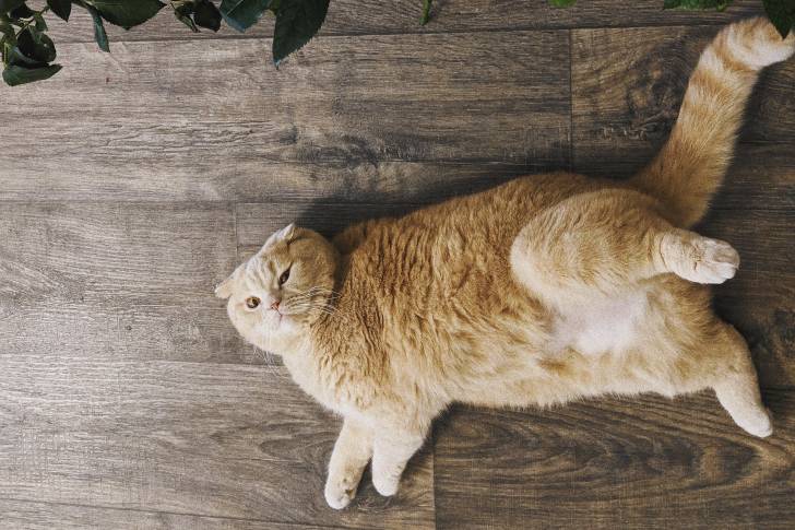 Photo British Shorthair