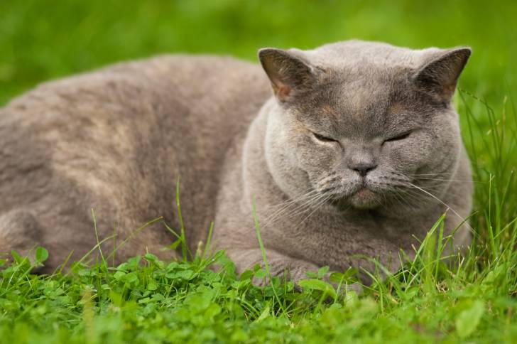 Photo British Shorthair