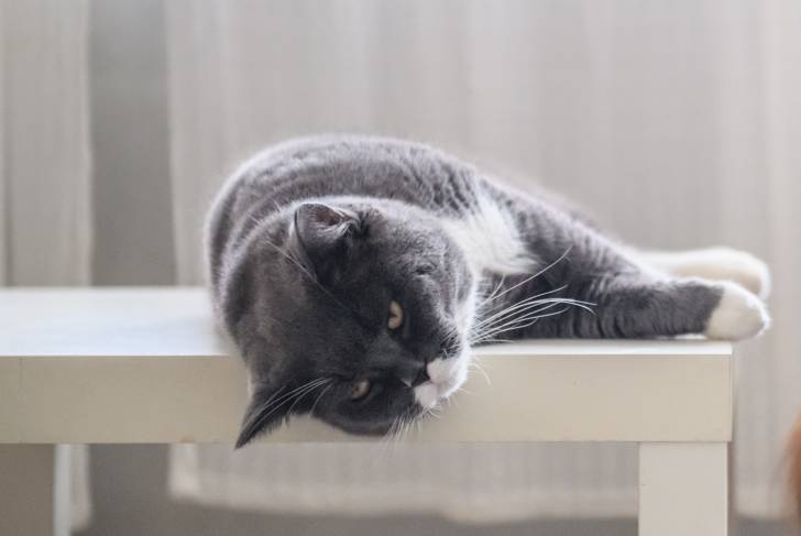 Un British Shorthair allongé sur une petite table