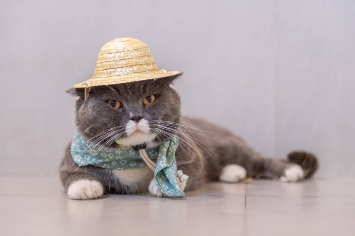 Photo British Shorthair