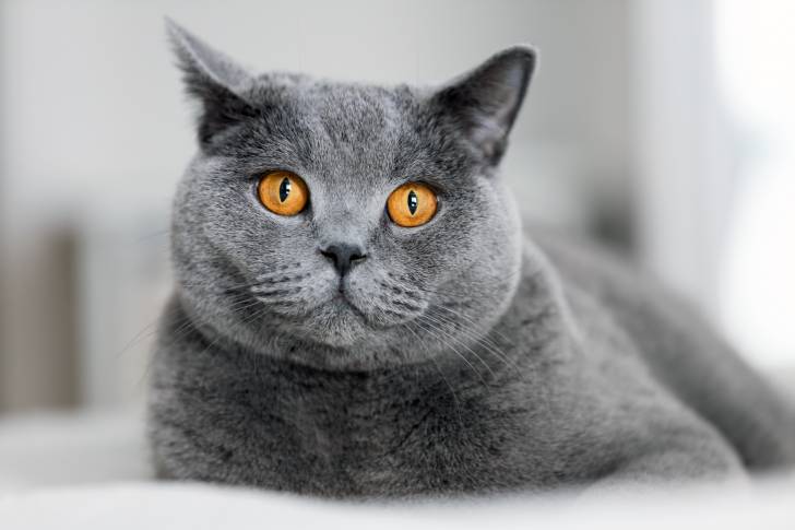 Un British Shorthair gris aux yeux orange vif