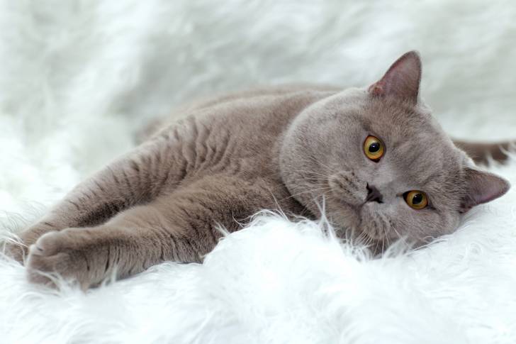 Un British Shorthair aux yeux orange allongé sur une couverture