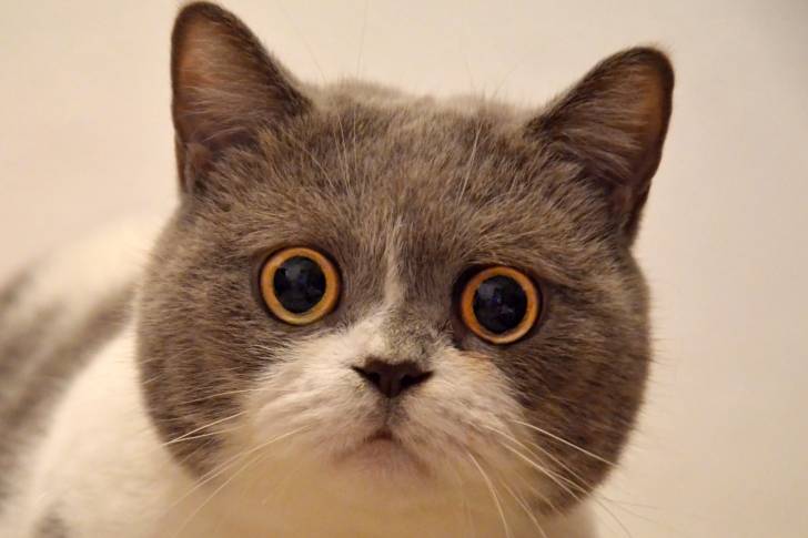 Photo British Shorthair