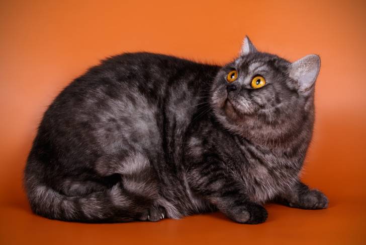 Photo British Shorthair