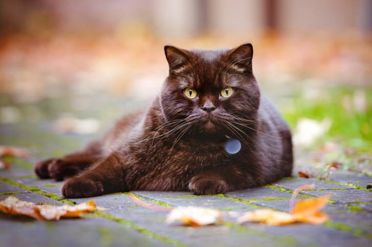 Un British Shorthair allongé sur une route