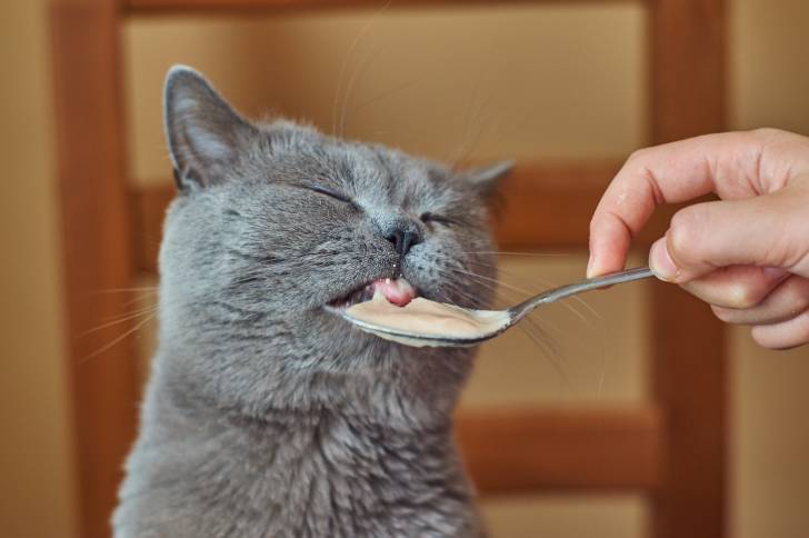 Un British Shorthair en train de lécher le contenant d'une cuillère 