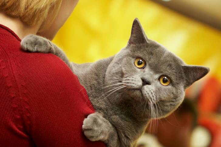 Un British Shorthair dans les bras de sa propriétaire 