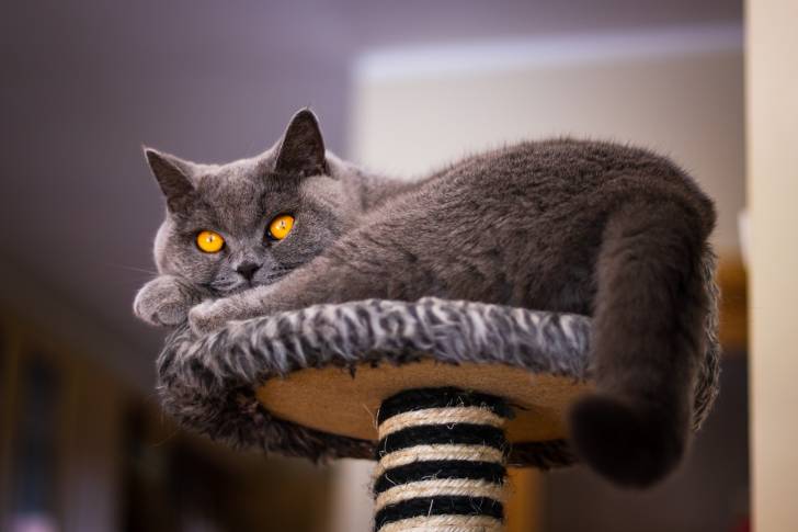 Un British Shorthair allongé sur un arbre à chat