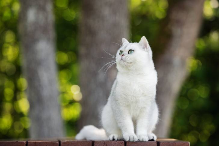 Un British Shorthair blanc assis sur une table en bois dehors