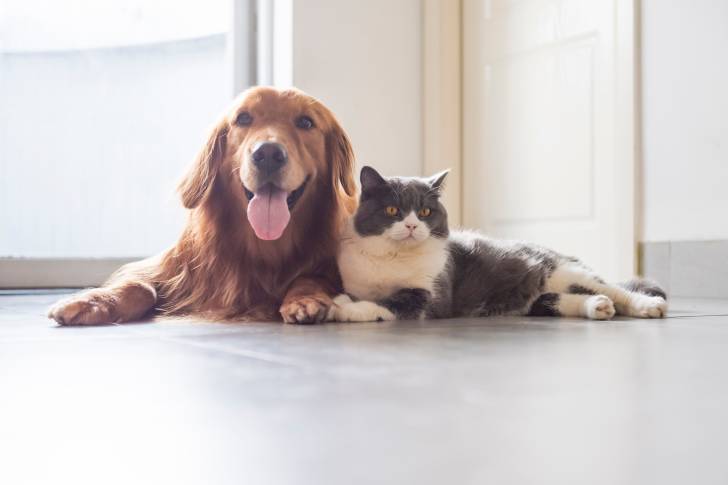 Un British Shorthair allongé avec un chat