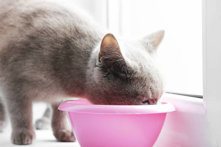 Un British Shorthair en train de boire dans une gamelle rose