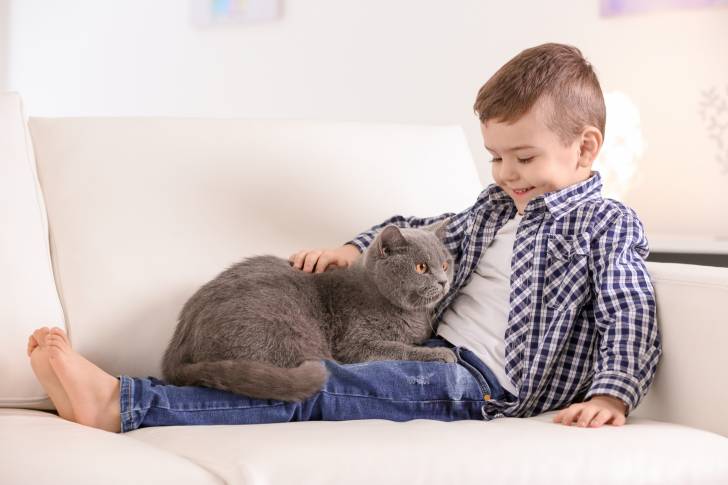 Un British Shorthair allongé sur les jambes d'un petit garçon