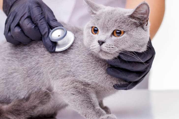 Un British Shorthair en visite chez le vétérinaire 