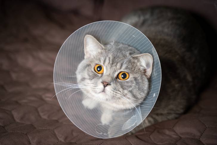 Un British Shorthair qui porte une collerette 